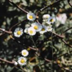 blog growth through link building