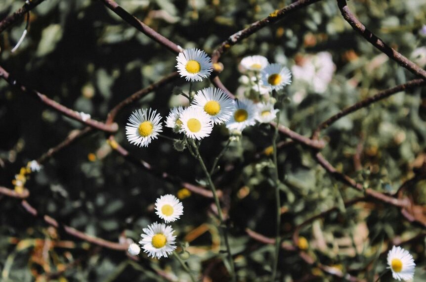 blog growth through link building