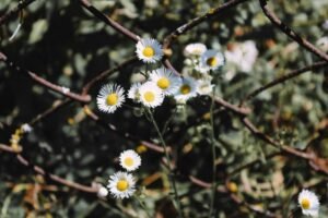 internal linking for growth